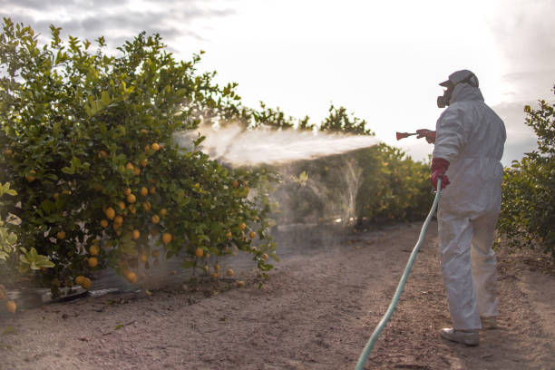 Trusted Kill Devil Hills, NC Pest Control Experts