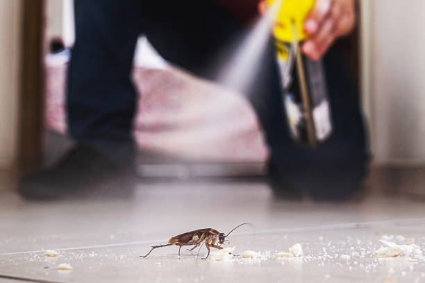 Best Pest Prevention Services  in Kill Devil Hills, NC